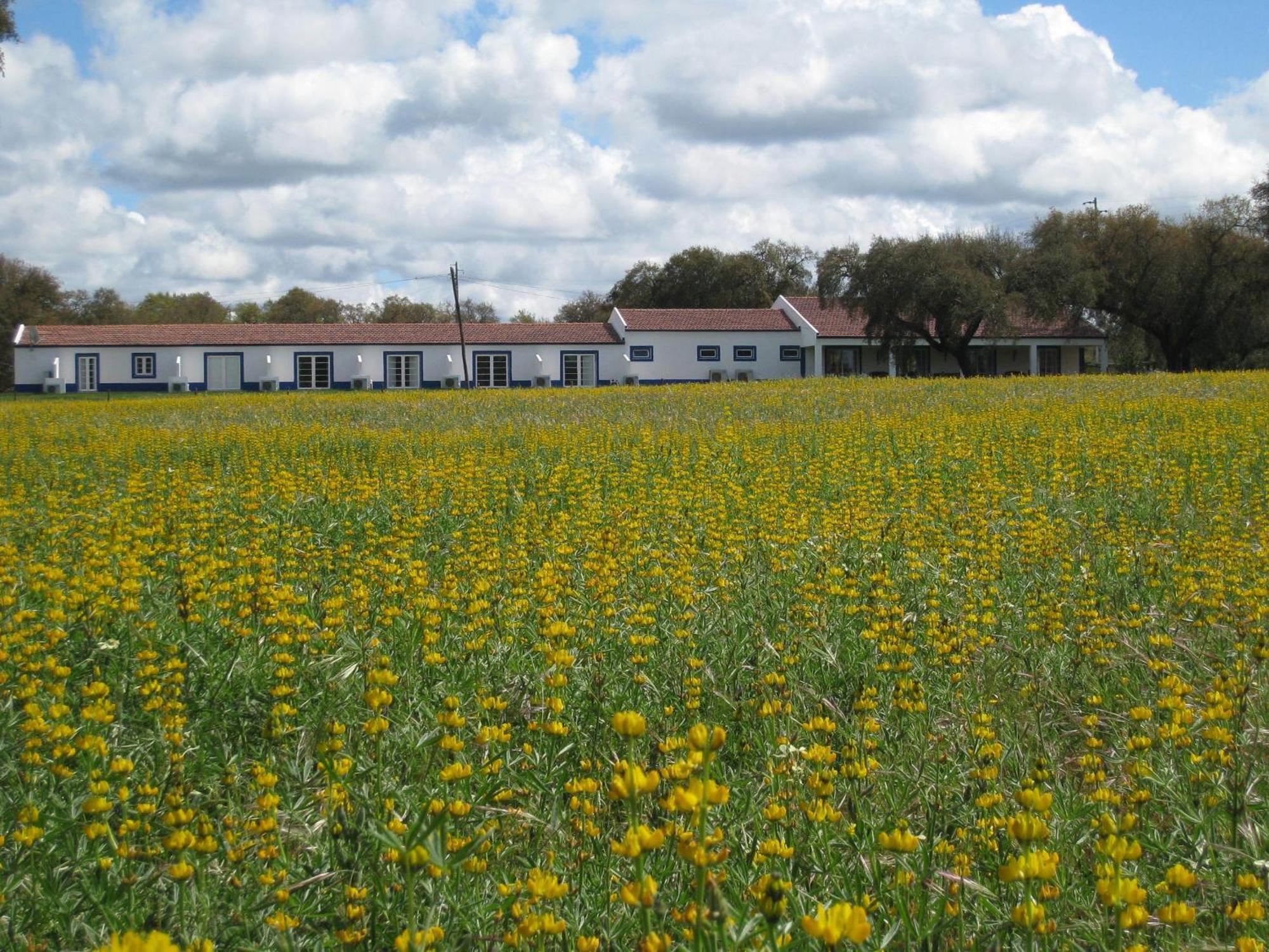 Monte Das Faias Cork Farm Hotel Grândola エクステリア 写真